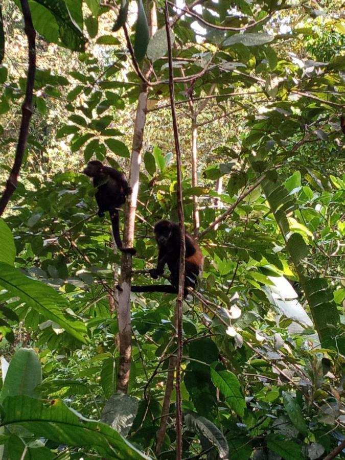 Jungle Paunch Villa Bocas del Toro Exterior photo