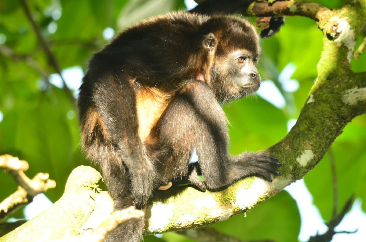 Jungle Paunch Villa Bocas del Toro Exterior photo
